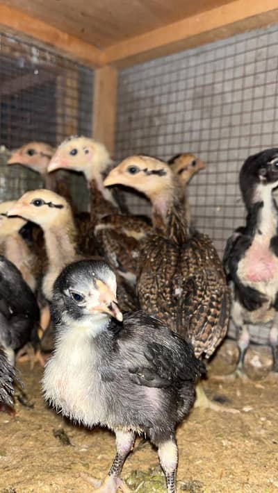 Thai aseel chick for sale high quality majbot chiks