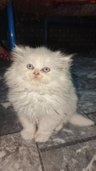 beautiful healthy cat for sale