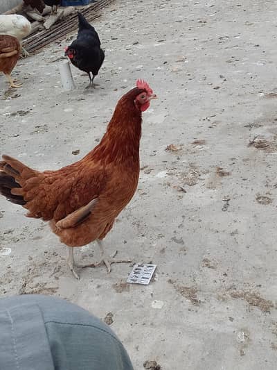 lohman brown golden misri