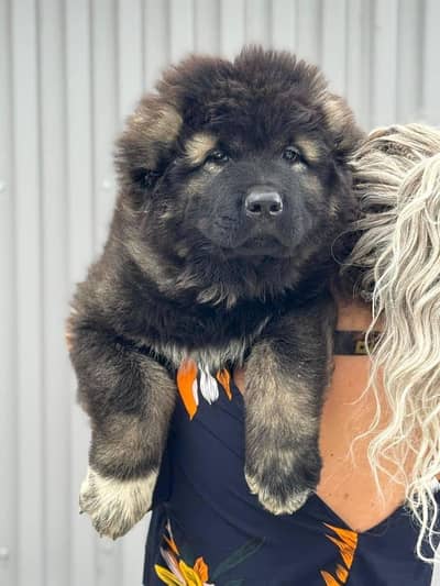 IMPORTED CAUCASIAN SHEPHERD PUPPIES AVAILABLE FOR BOOKING