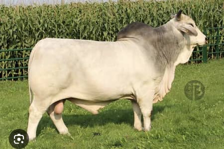 Gkm Mr Clayton Slugger semen straws available