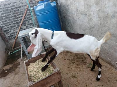 Confirm 3 Months Pragent Path for Sale