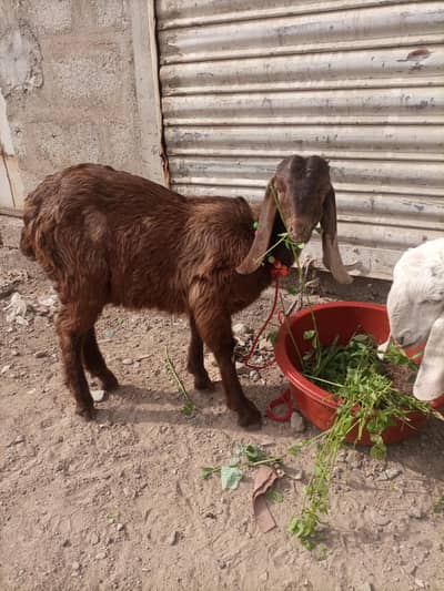 nasik kamori male kids