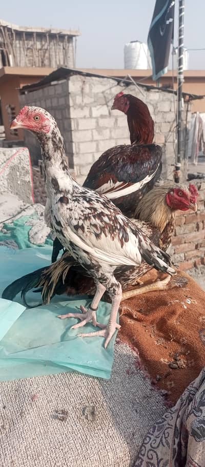 Full high quality males