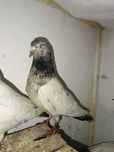 kabootar pair / pigeon / highflyer