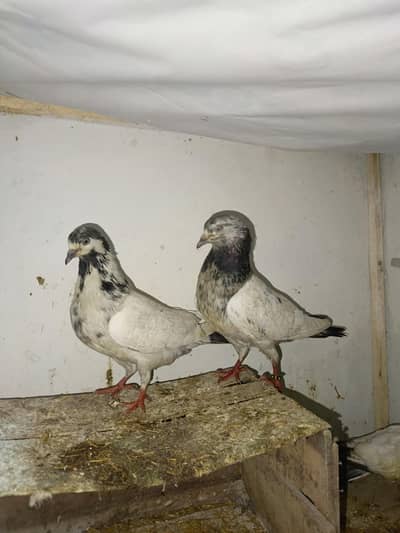 kabootar pair / pigeon / highflyer/ Read description