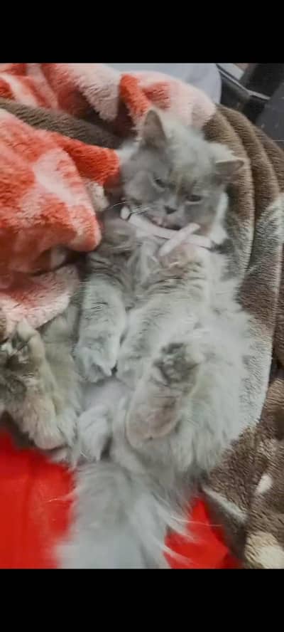 cat availability for sall