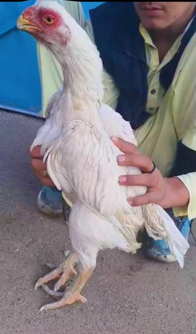 Indiana parrotbeak madi or Pakistani  aseel