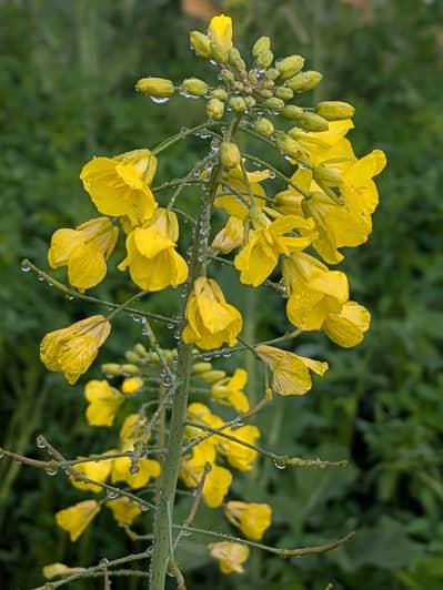 Google pixel 7a official pta approved