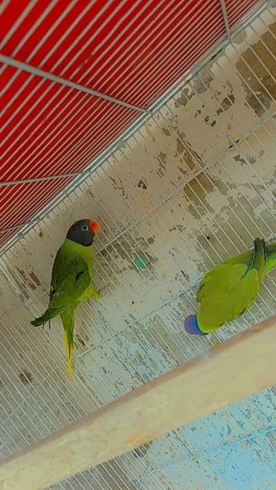 plump head breeder pair or hen cage