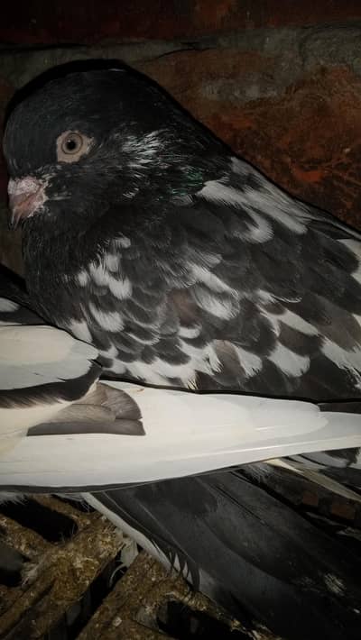 full bridal pair ferozepur  nar female teddy