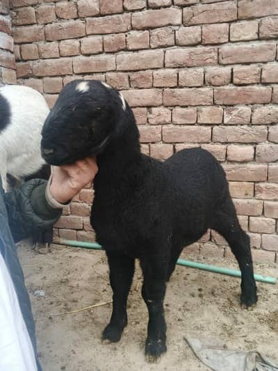 Pure Mundra Black 1 Maheeny ka healthy bcha for sale with naturl ghani