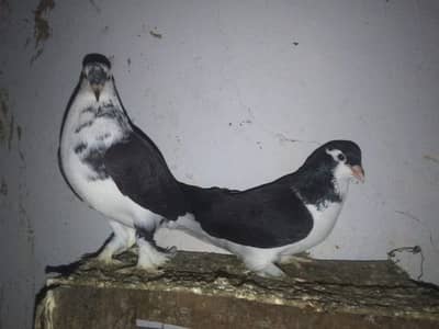 sharizi pigon for sale