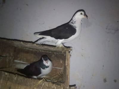 sharizi pigon for sale