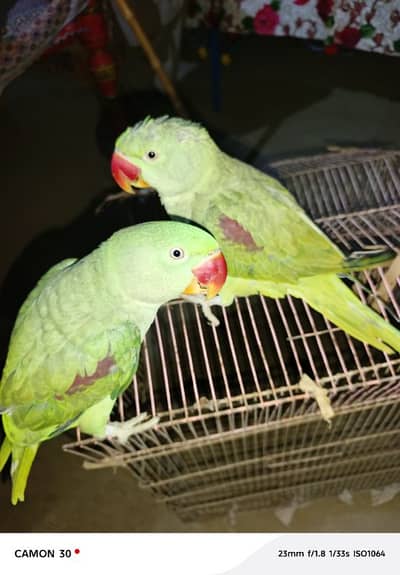 Kashmir raw paroot for sale