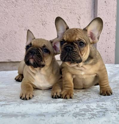 IMPORTED FRENCH BULLDOG PUPPIES AVAILABLE FOR BOOKING