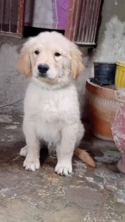 Golden retriever male