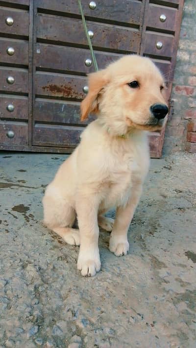 Golden retriever male