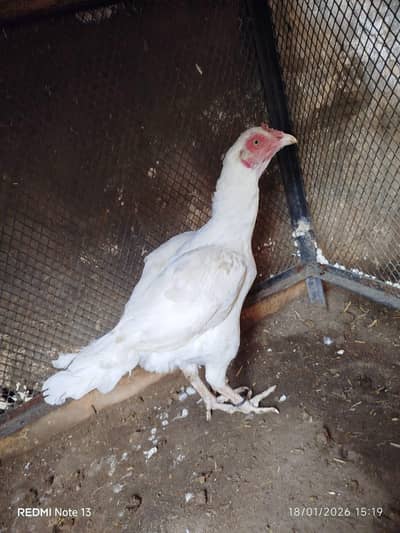 High quality Heeri Madi for sell