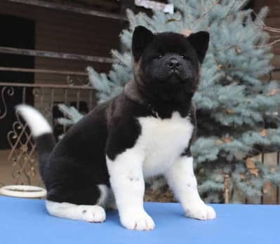 IMPORTED AMERICAN AKITA PUPPIES AVAILABLE FOR BOOKING