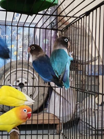 Lovebirds home breed in jumbo size full breeder pairs also 1 cage