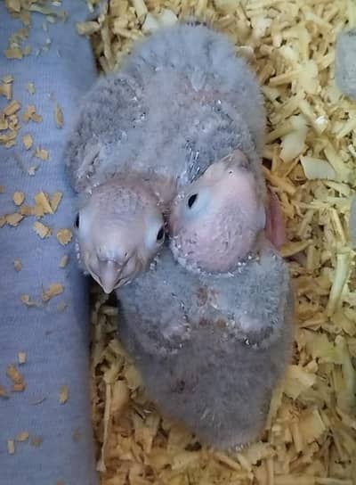 Yellow sided conure chicks 4 hand tame