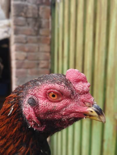 Thai pakoye male for sale