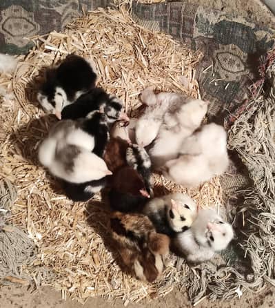 Aseel Paper white Heera chicks guranteed chuzy