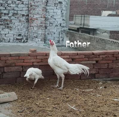 Aseel Paper white Heera chicks guranteed chuzy