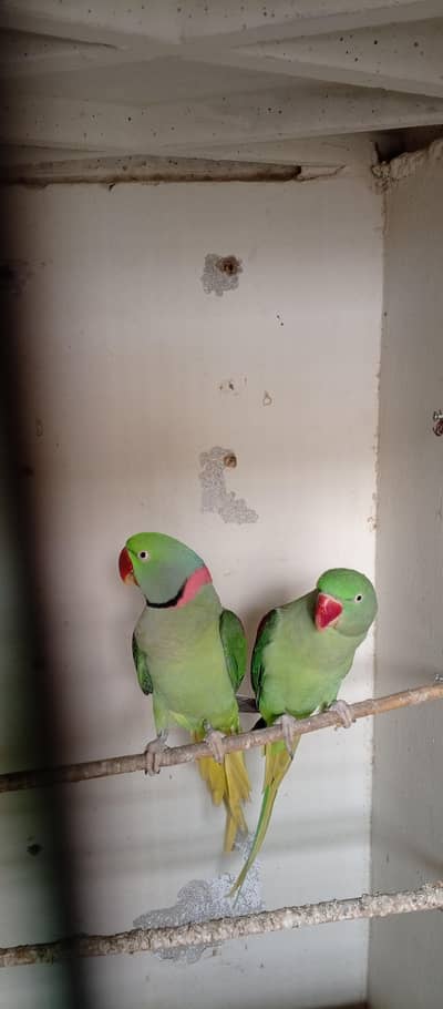 RAW ALEXANDRATE PARROT PAIR