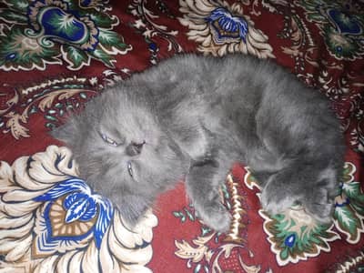 Female prshn sale 4 hzar