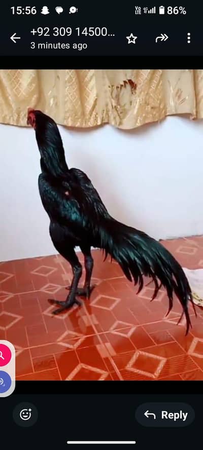 breed aseel heera my WhatsApp number 03410473472