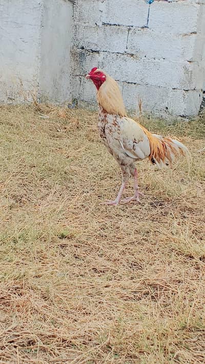 aseel morgha home breed