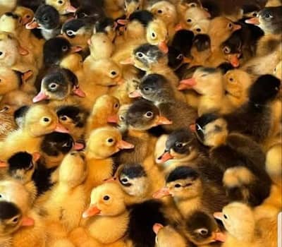 duck chicks  available 03180278518