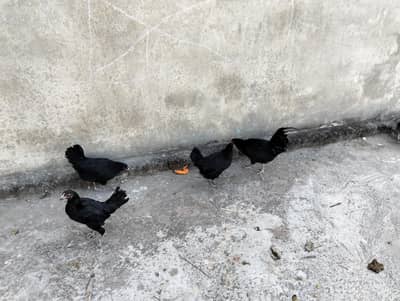 black Australorp