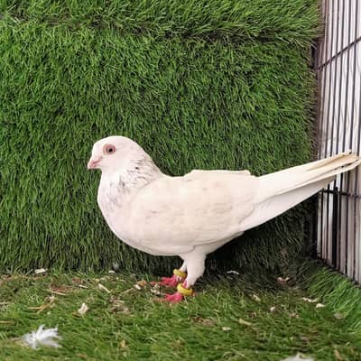 Budapest Breder Male  For Sale