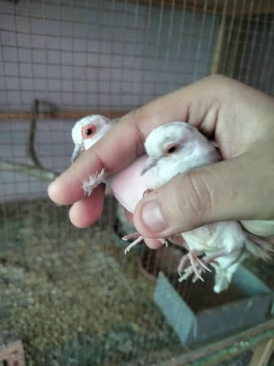 red/ Blue pied dove and white/ zebra dove breeder pair with DNA