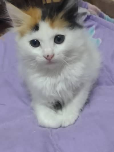 kittens for sale each 5000 contact  0341-2277579