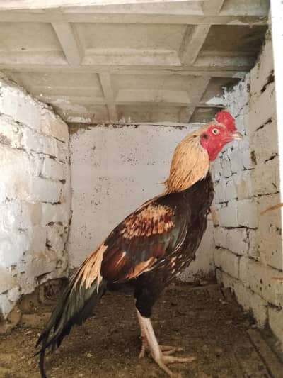 Jawa patha for sale. 03145452315.