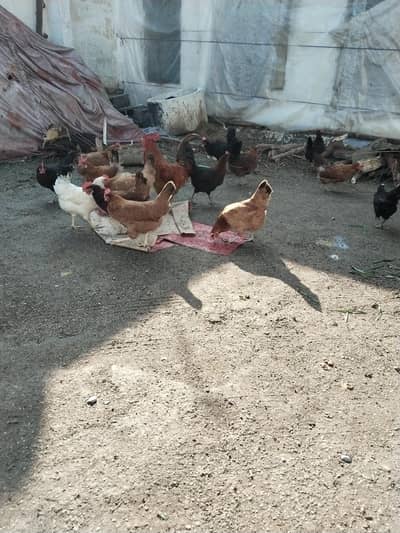 goldan misri murghiyan