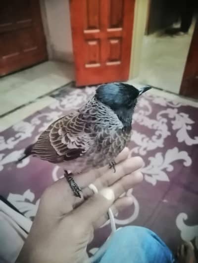 Bari wale bul bul hn jis ko takru bhi bol te hn whatapp video mil jaye