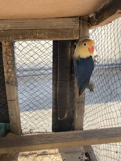 Violet oplaine lovebird