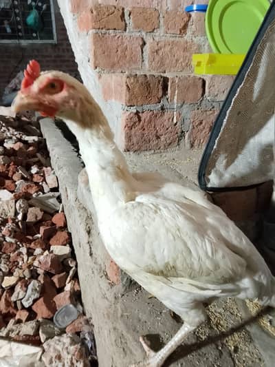 best quality Heera female WhatsApp number 03036063696