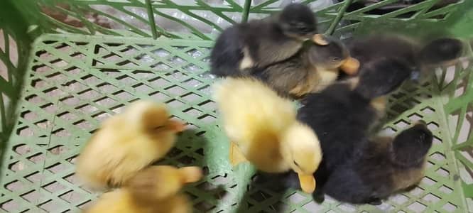 Duck Chicks