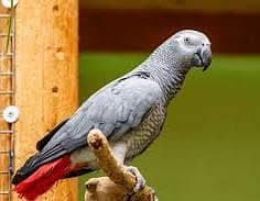 gray parrot