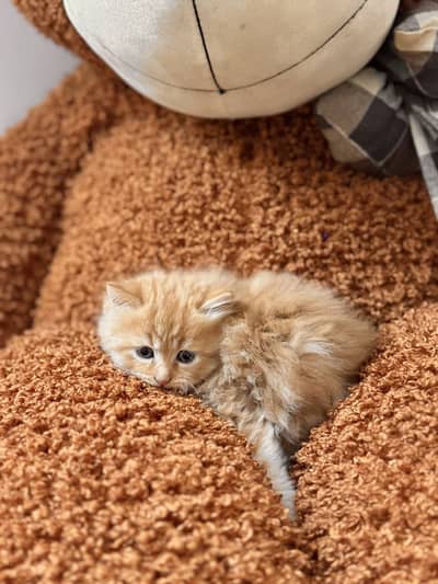 Persian Kittens