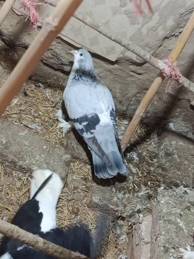 sabat togga chap pair lala chap pair Sia chap pair