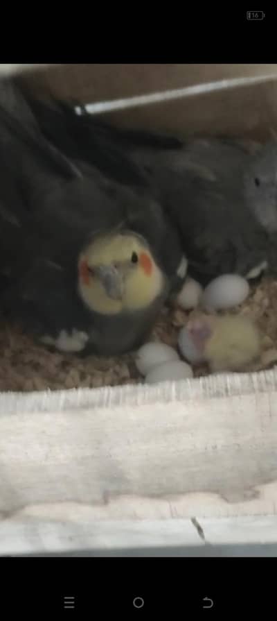 cockatiel chicks for hamdtame