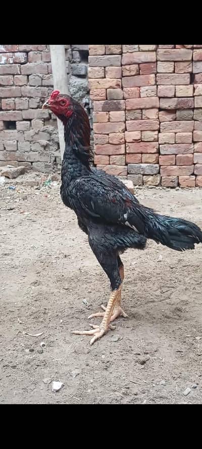 Two Thai X Shamo pathay for sale