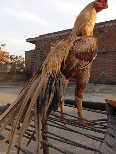 Pure Indian Parrot Beak Long Tempered Tail.